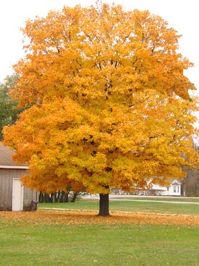 acer-campestre-metro-gold-hedge-maple