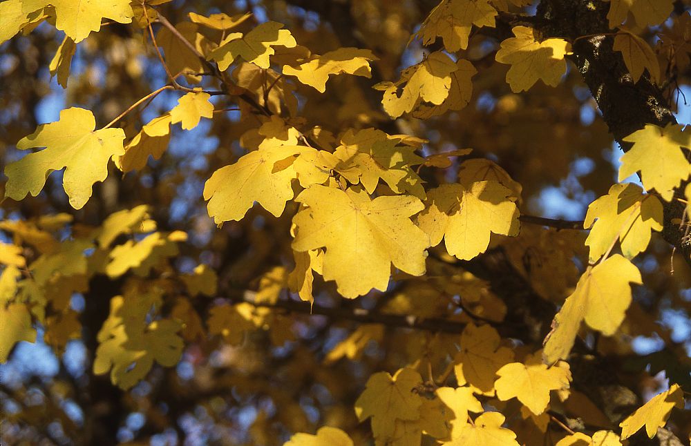 acer-campestre-metro-gold-hedge-maple