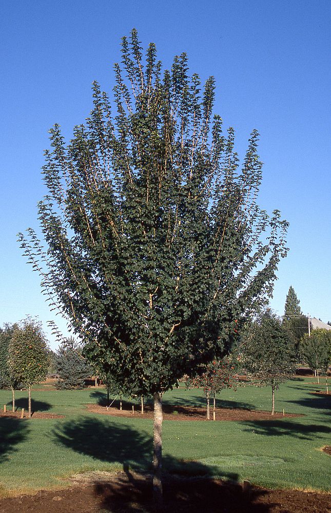acer-campestre-queen-elizabeth-hedge-maple