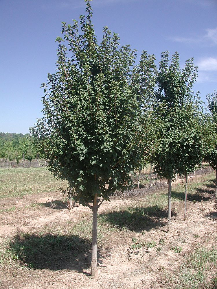 acer-campestre-queen-elizabeth-hedge-maple