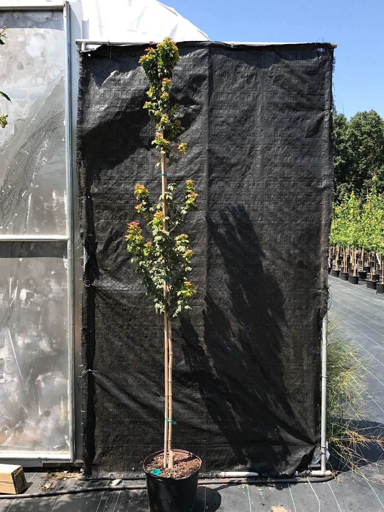 acer-campestre-queen-elizabeth-hedge-maple