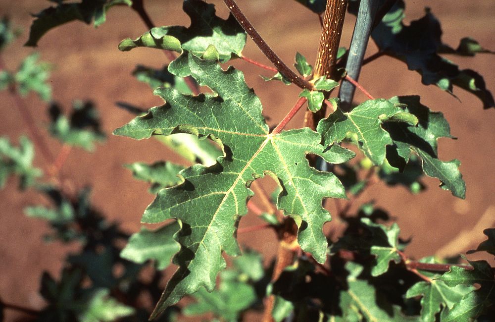 acer-campestre-queen-elizabeth-hedge-maple