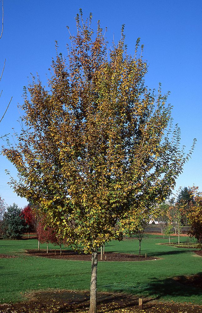 acer-campestre-queen-elizabeth-hedge-maple