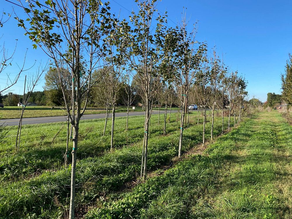 acer-campestre-queen-elizabeth-hedge-maple
