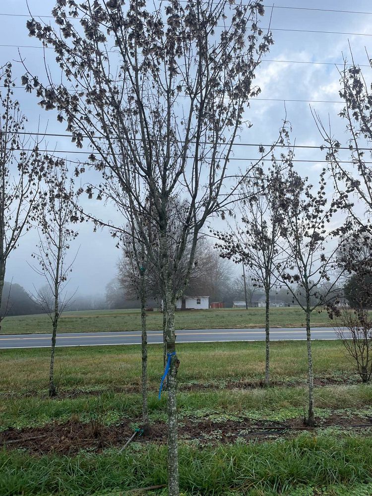 acer-campestre-queen-elizabeth-hedge-maple