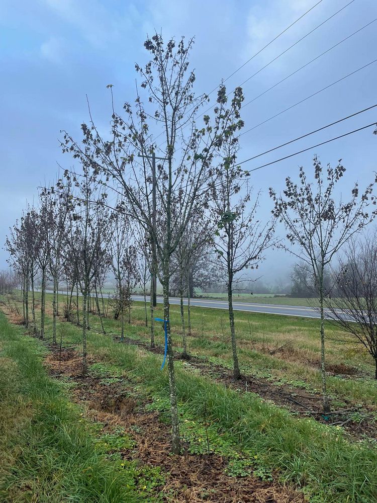 acer-campestre-queen-elizabeth-hedge-maple