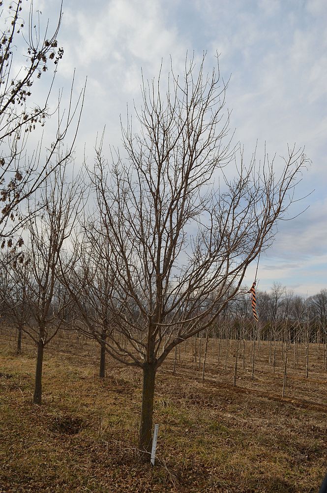 acer-campestre-saint-gregory-hedge-maple