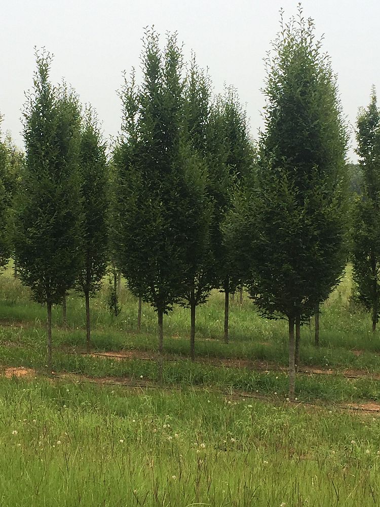 acer-carpinifolium-hornbeam-maple