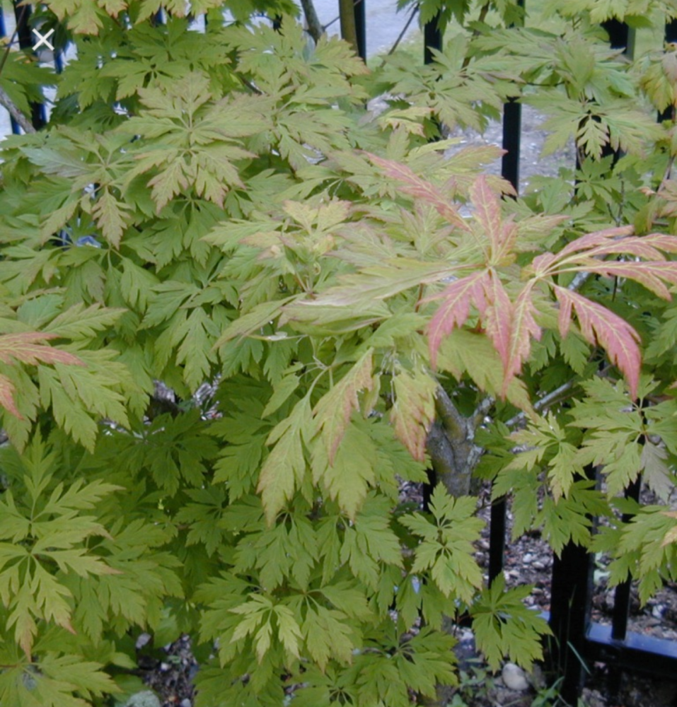 acer-cissifolium-ivy-leaved-maple