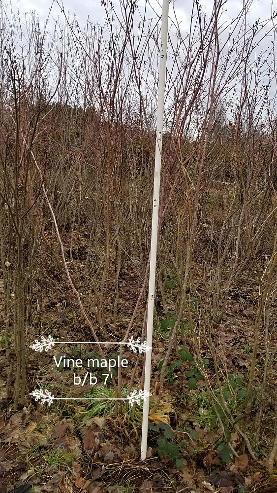 acer-cissifolium-ivy-leaved-maple