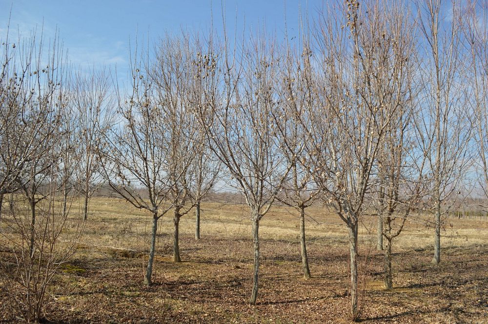 acer-ginnala-beethoven-amur-maple