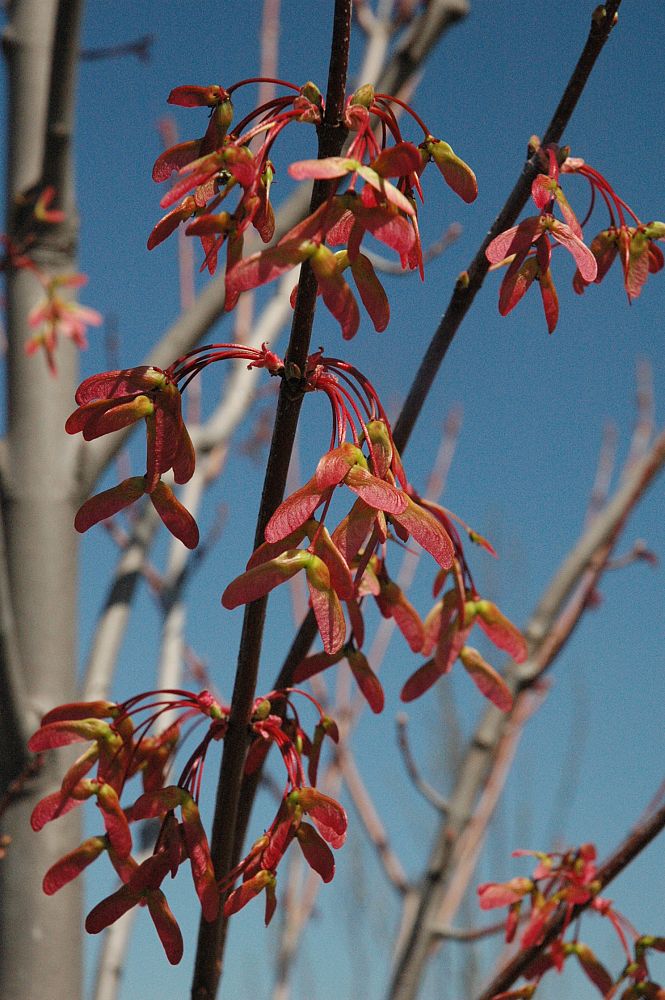 acer-ginnala-beethoven-amur-maple