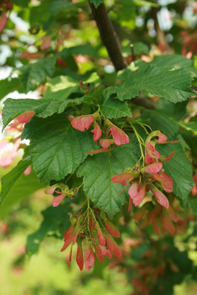 acer-ginnala-beethoven-amur-maple
