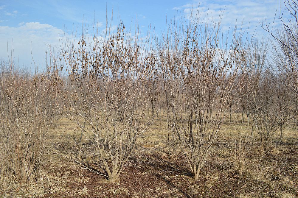 acer-ginnala-flame-amur-maple
