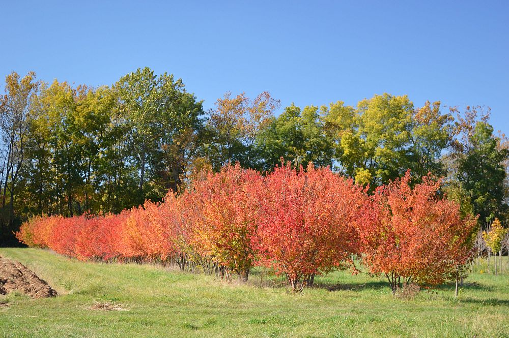 acer-ginnala-flame-amur-maple