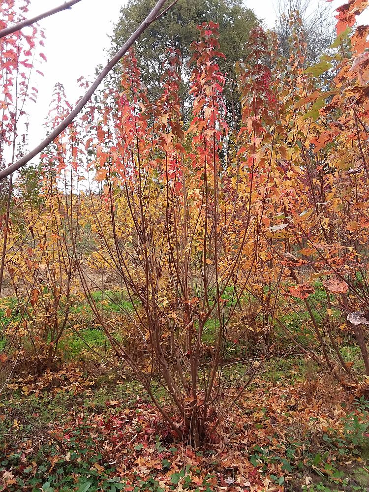 acer-ginnala-flame-amur-maple