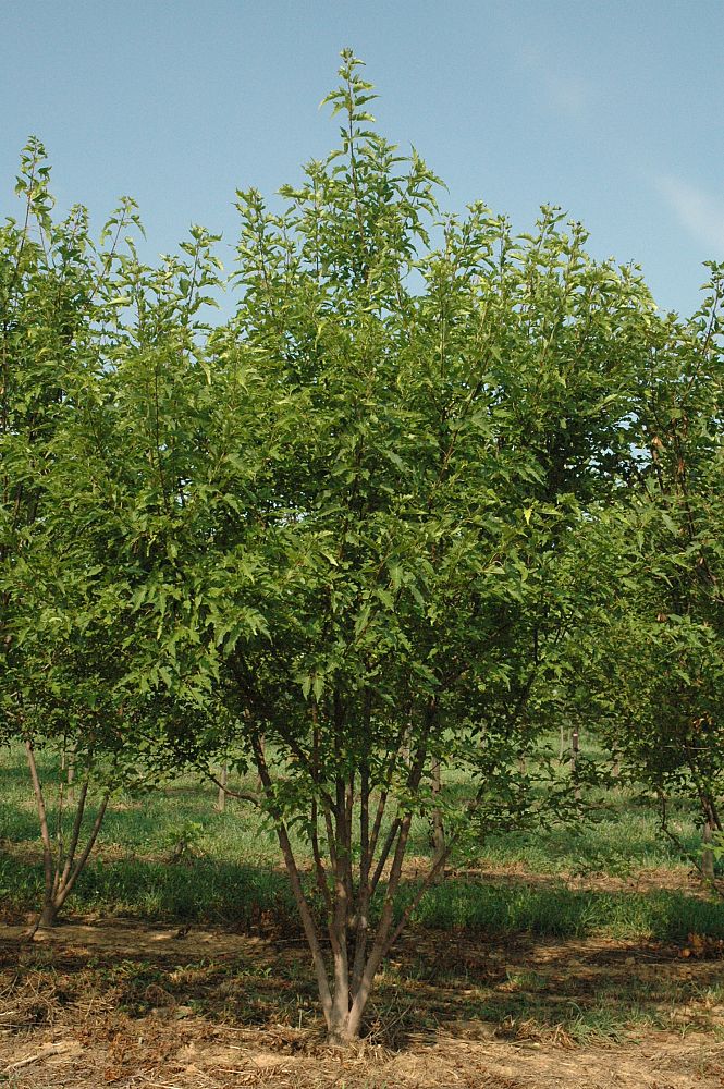acer-ginnala-flame-amur-maple
