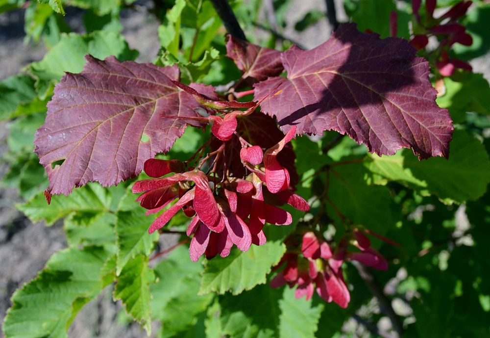 acer-ginnala-flame-amur-maple