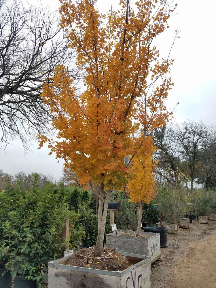 acer-grandidentatum-rocky-mountain-glow-reg-maple