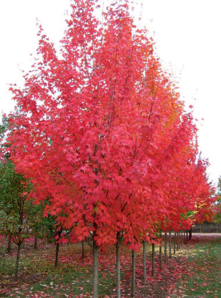 acer-grandidentatum-x-saccharum-hipzam-bigtooth-maple-highland-park