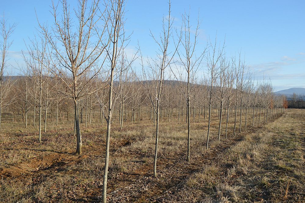 acer-grandidentatum-x-saccharum-hipzam-bigtooth-maple-highland-park