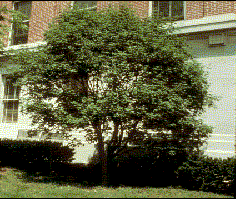 acer-griseum-paperbark-maple