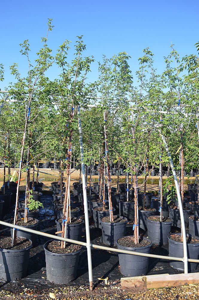 acer-griseum-paperbark-maple