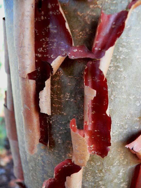 acer-griseum-paperbark-maple