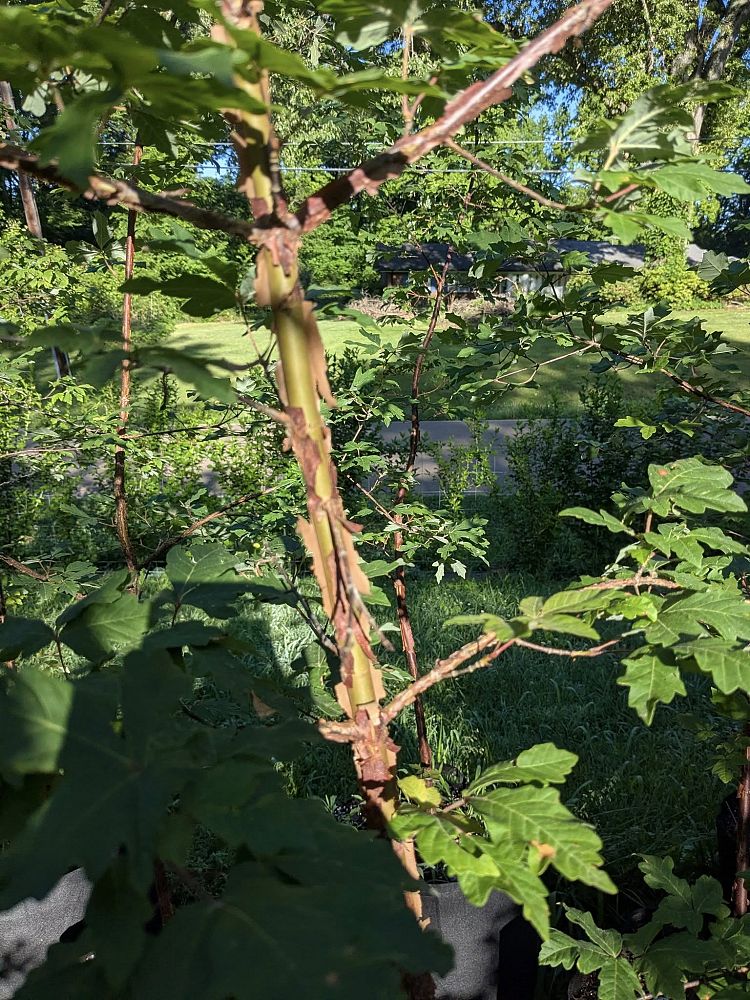acer-griseum-paperbark-maple
