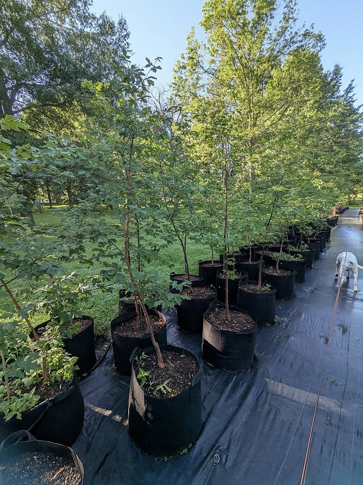 acer-griseum-paperbark-maple