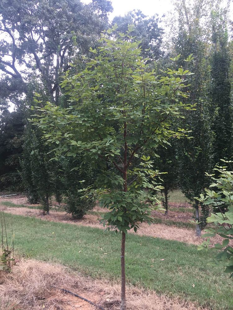 acer-griseum-x-maximowiczianum-ginzam-paperbark-maple-gingerbread