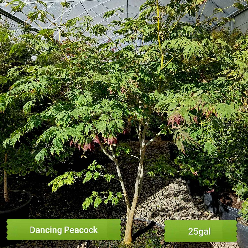 acer-japonicum-aconitifolium-full-moon-maple-dancing-peacock-japanese-maple