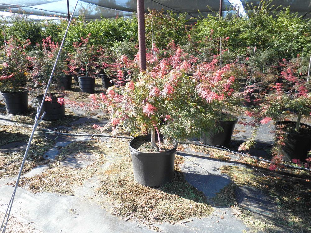 acer-japonicum-dissectum-japanese-maple-fernleaf-full-moon-maple