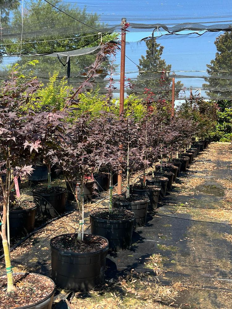 acer-japonicum-dissectum-japanese-maple-fernleaf-full-moon-maple
