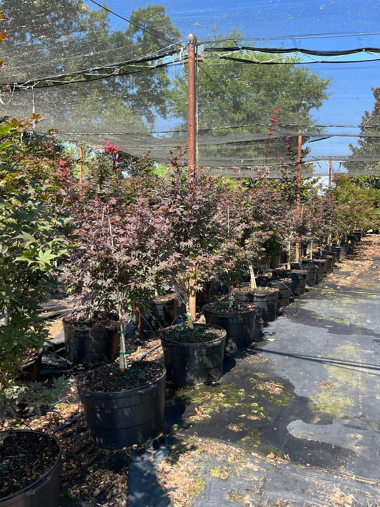 acer-japonicum-dissectum-japanese-maple-fernleaf-full-moon-maple