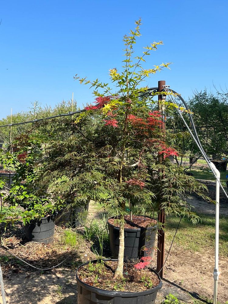 acer-japonicum-dissectum-japanese-maple-fernleaf-full-moon-maple