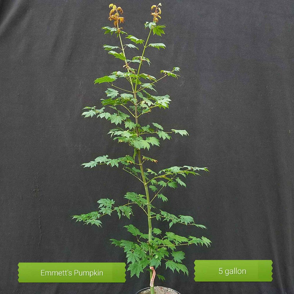 acer-japonicum-emmett-s-pumpkin-full-moon-maple-japanese-maple