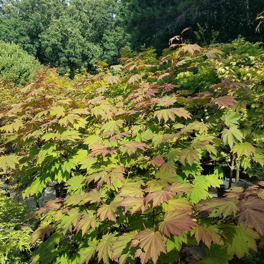 acer-japonicum-emmett-s-pumpkin-full-moon-maple-japanese-maple