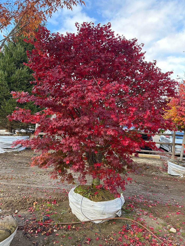 acer-japonicum-meigetsu-japanese-maple-full-moon-maple