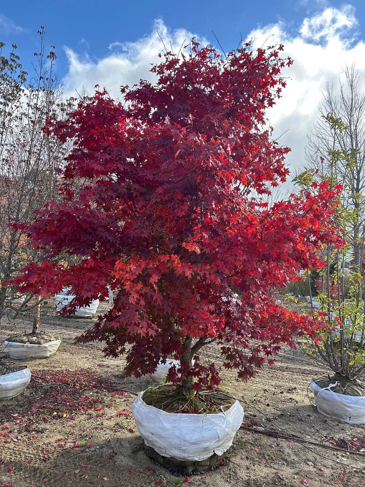 acer-japonicum-meigetsu-japanese-maple-full-moon-maple