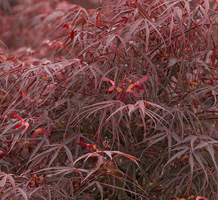 acer-palmatum-atrolineare-ribbon-leaf-japanese-maple-japanese-maple
