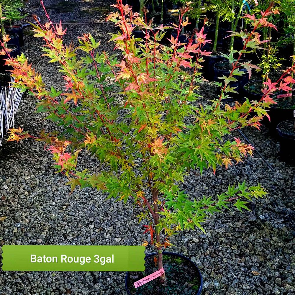acer-palmatum-baton-rouge-japanese-maple