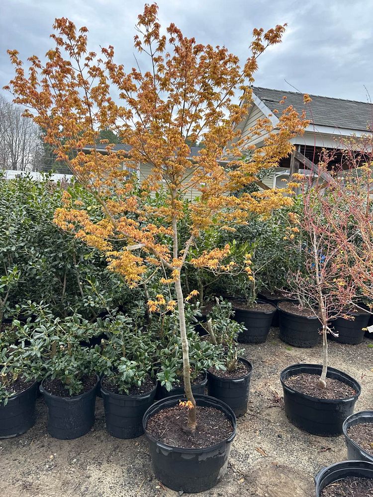 acer-palmatum-beni-kawa-japanese-maple