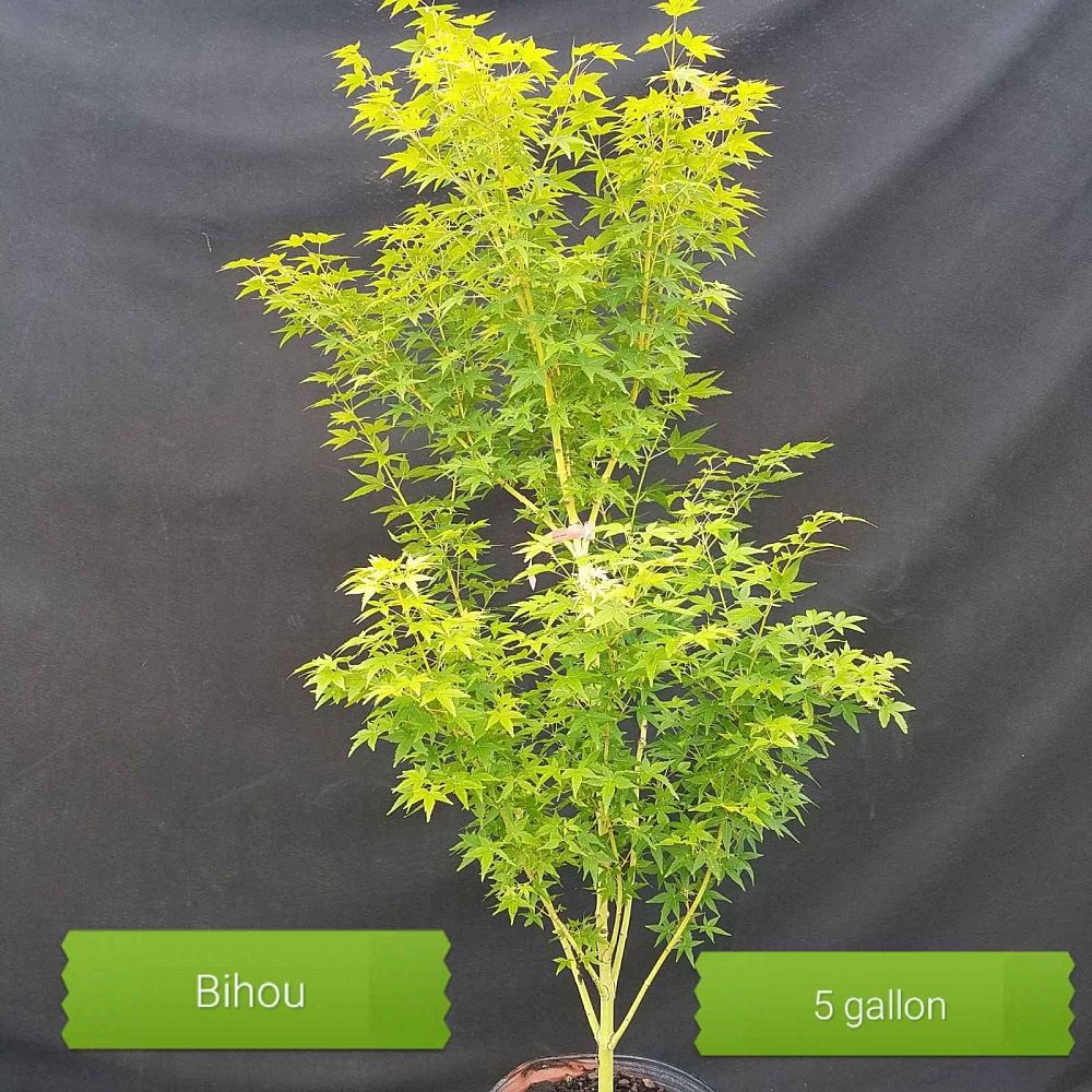 acer-palmatum-bihou-japanese-maple-golden-bark