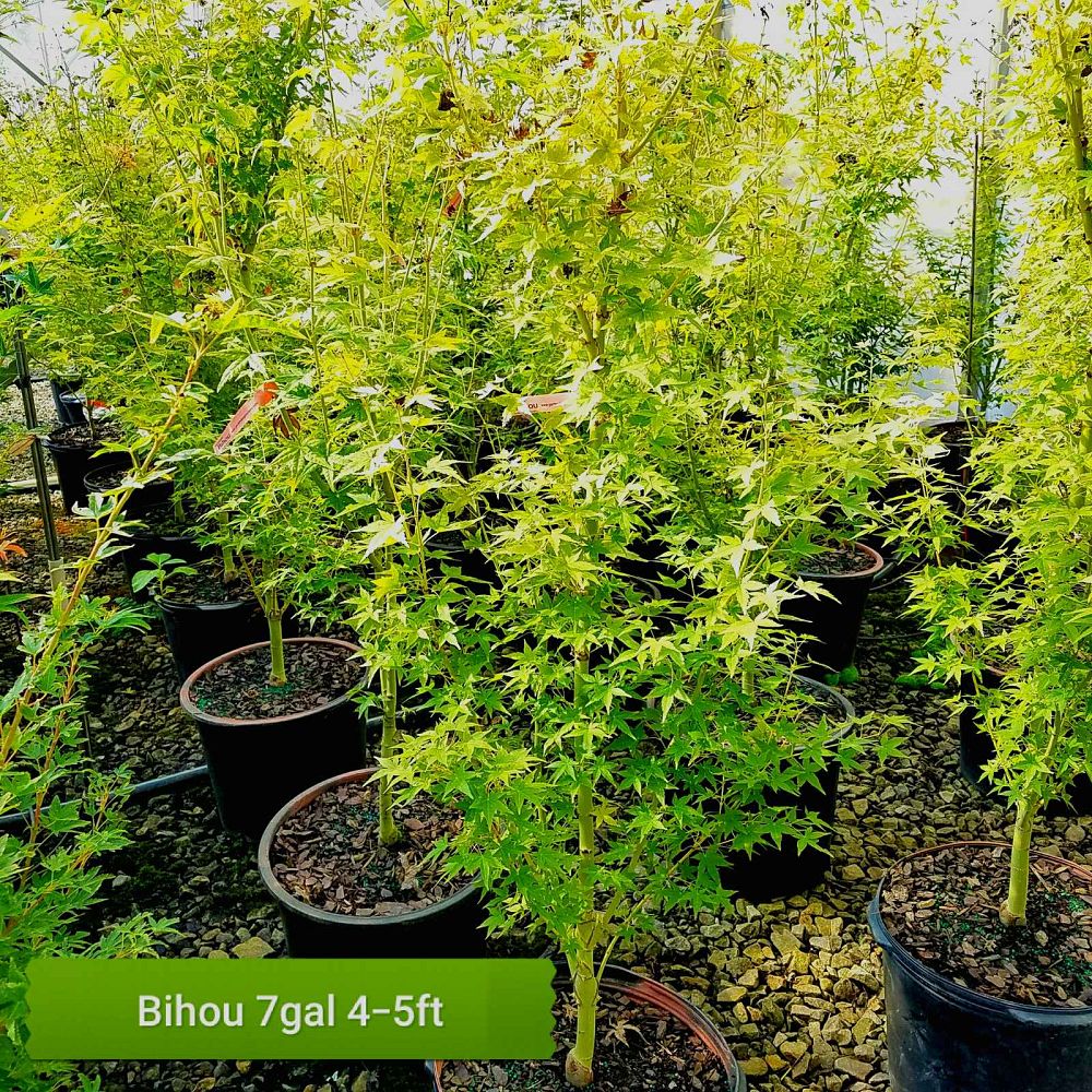 acer-palmatum-bihou-japanese-maple-golden-bark