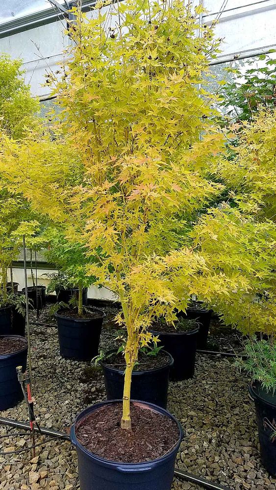 acer-palmatum-bihou-japanese-maple-golden-bark