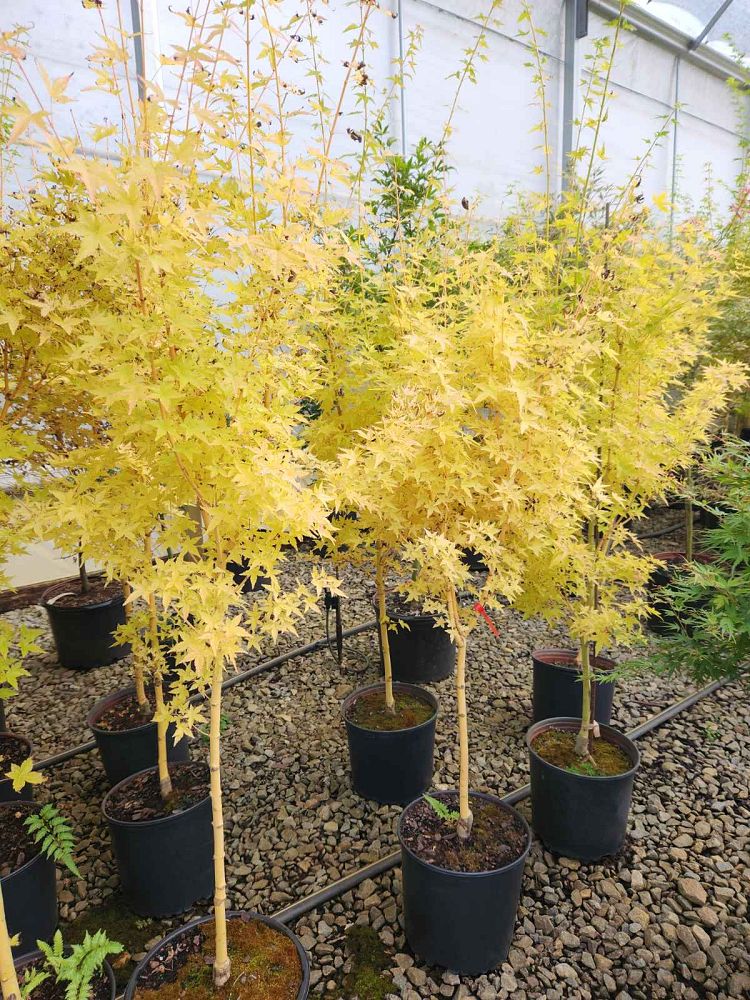 acer-palmatum-bihou-japanese-maple-golden-bark