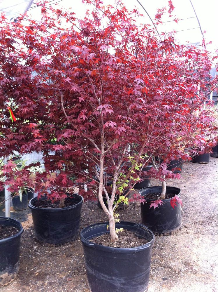 acer-palmatum-bloodgood-japanese-maple