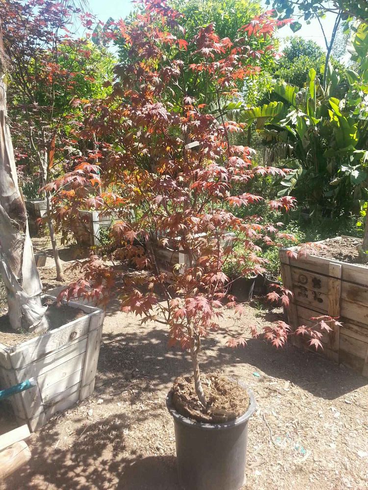 acer-palmatum-bloodgood-japanese-maple