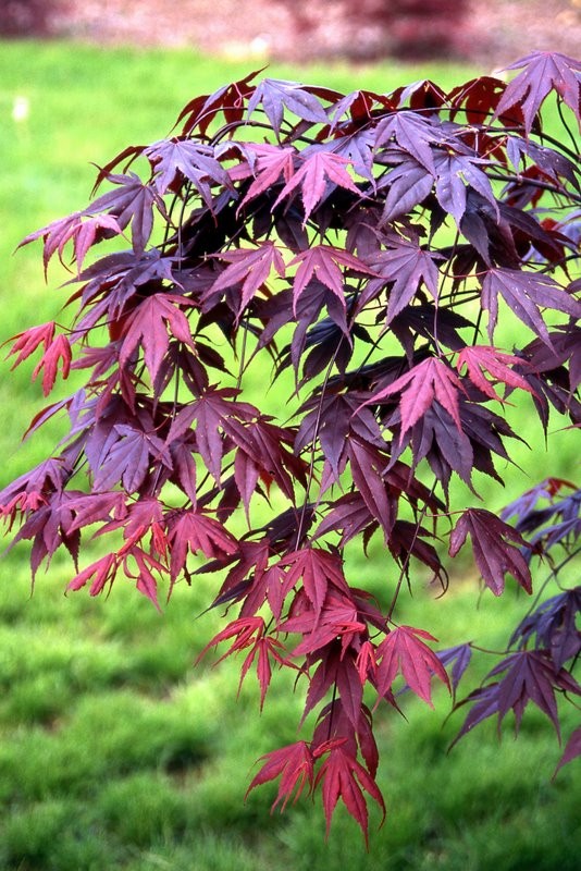acer-palmatum-bloodgood-japanese-maple